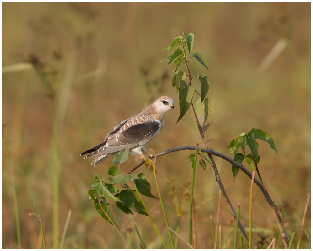 Black Shouldered Kite –&nbsp;Juvenile