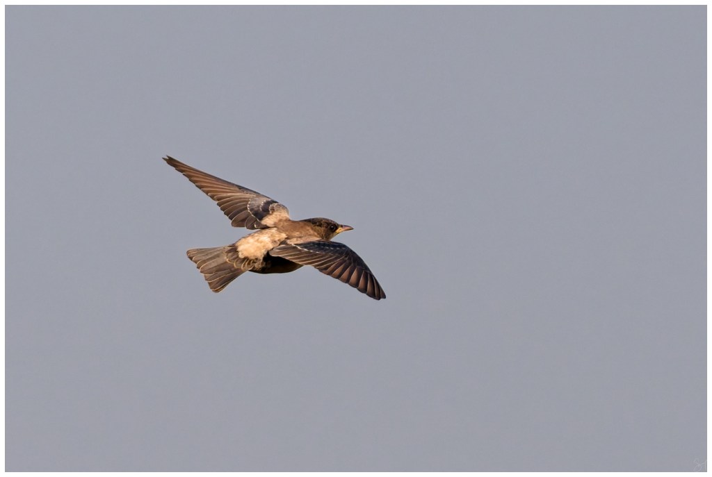 Rosy Starling in&nbsp;flight
