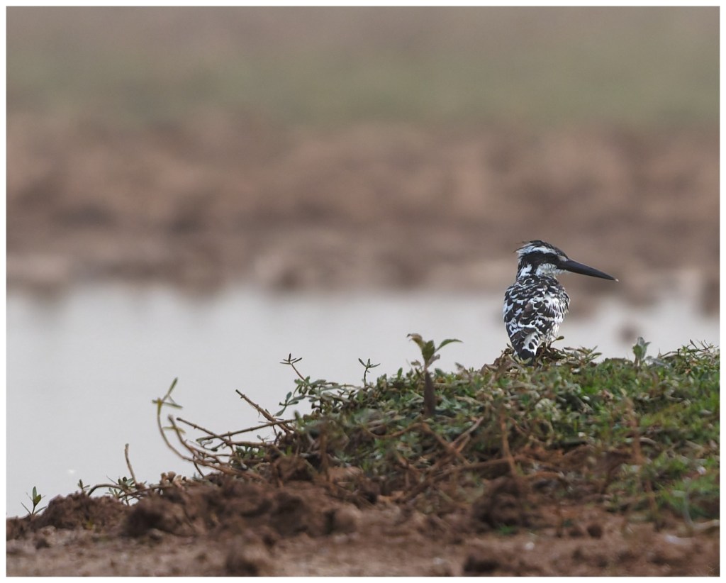Preening on the&nbsp;shore.