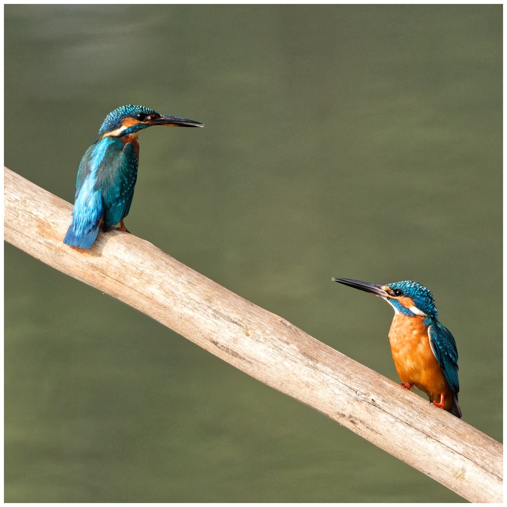 Two Kfs on a&nbsp;perch
