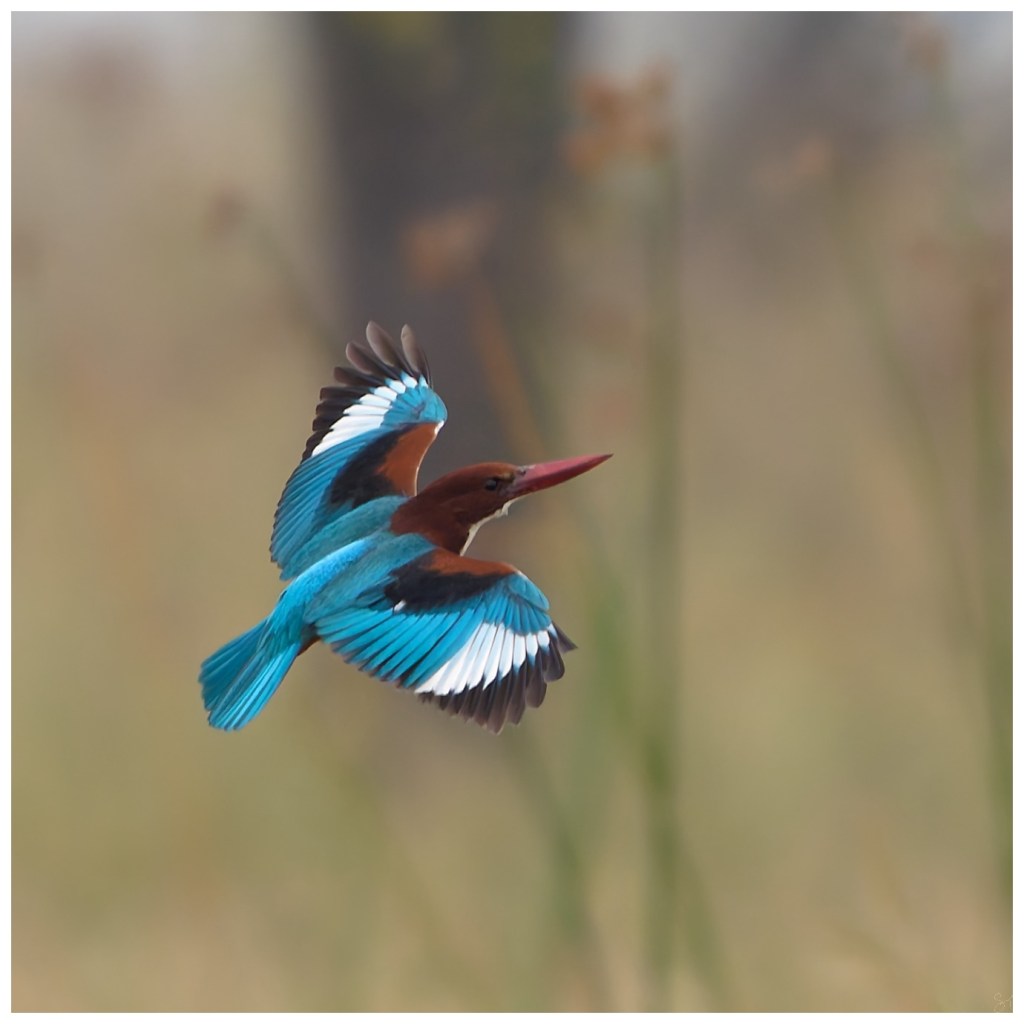 White throated Kingfisher in&nbsp;flight