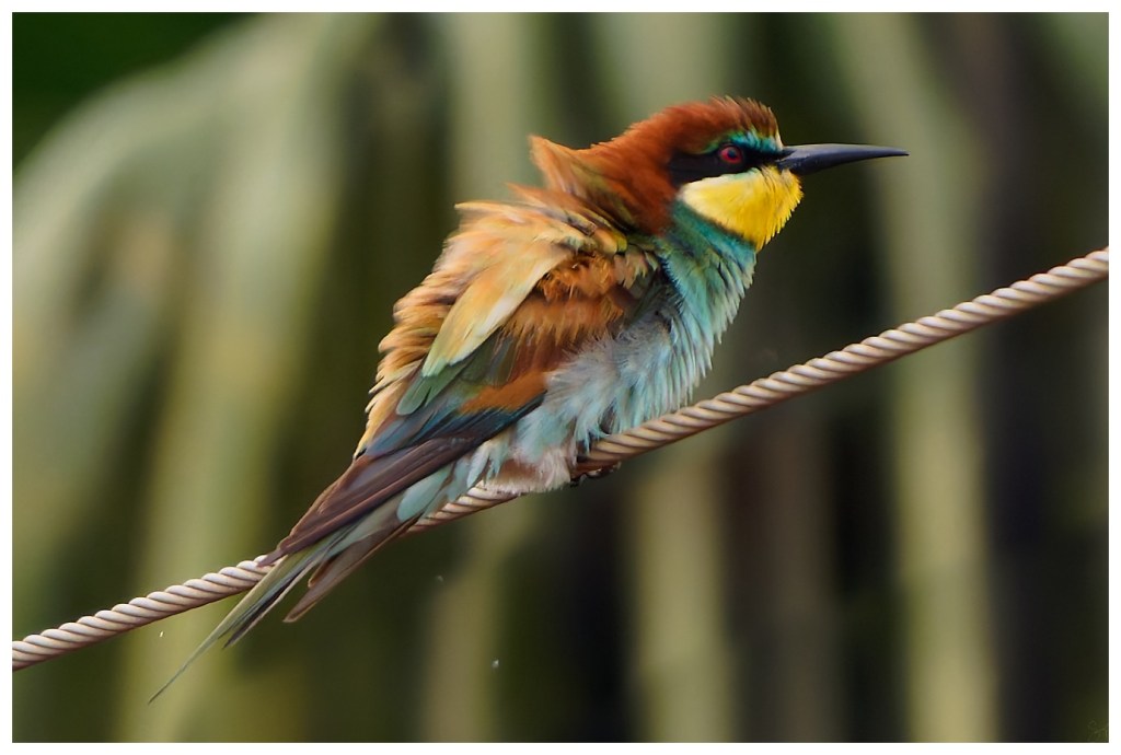 European Bee-eater