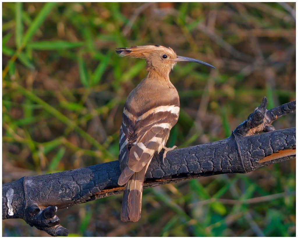 Hoopoe hopped off