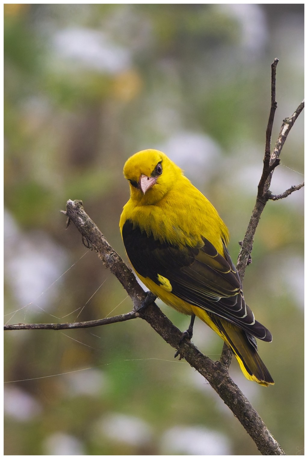 Indian golden oriole