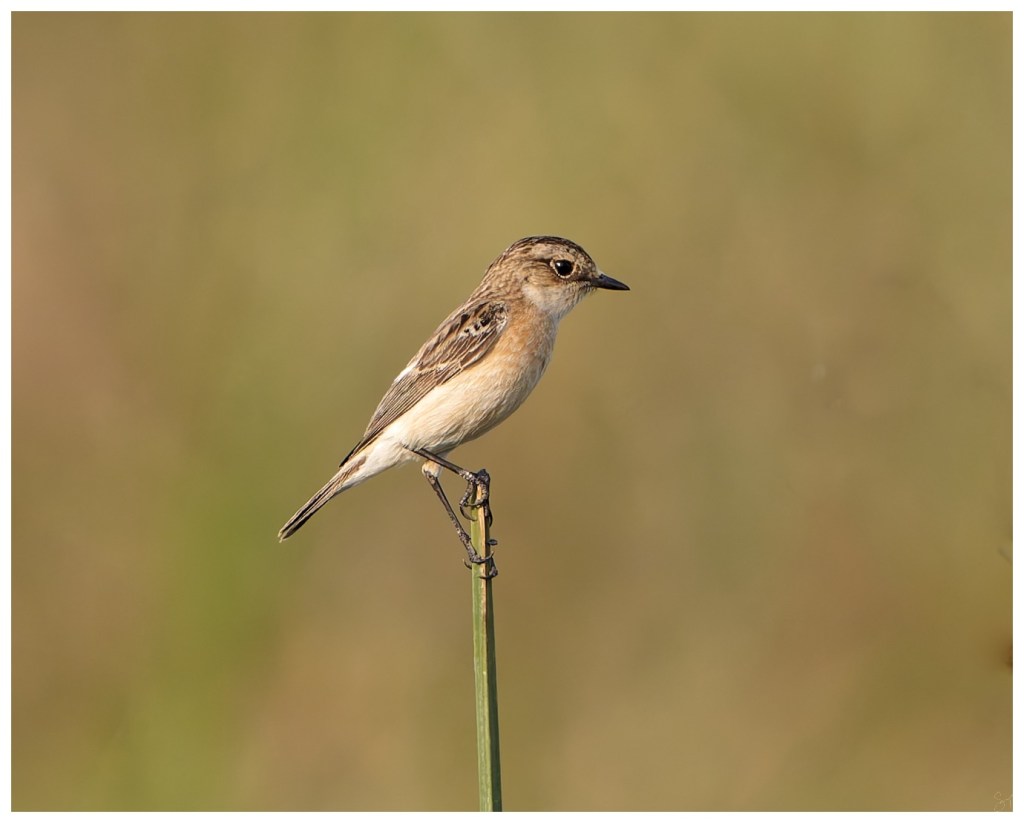 Siberian Stonechat take&nbsp;off
