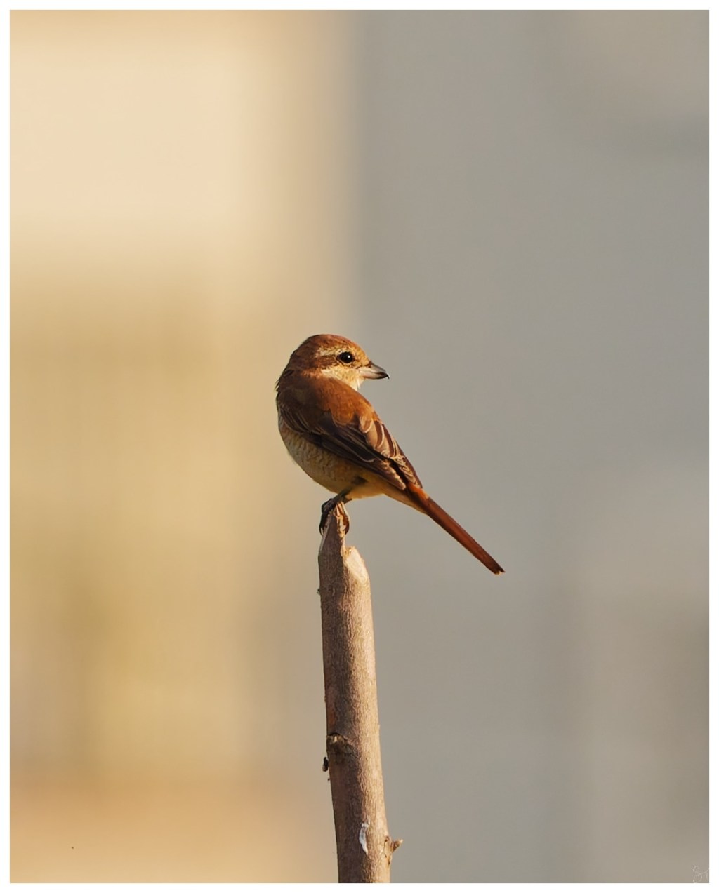 A brown shrike in golden&nbsp;light