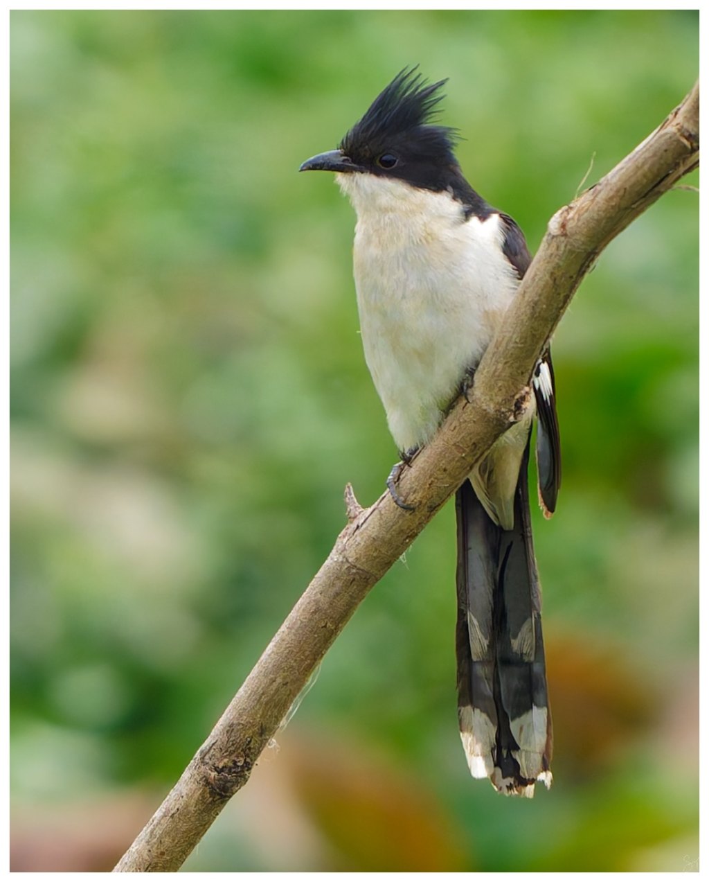 Again a jacobin&nbsp;cuckoo.