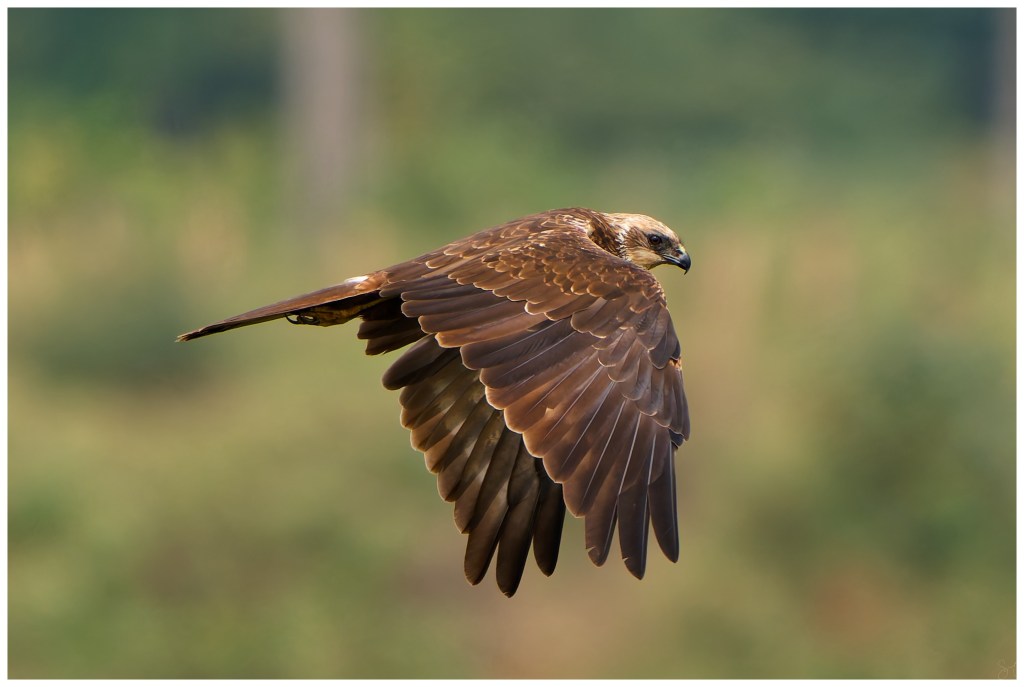 A western marsh harrier in&nbsp;flight