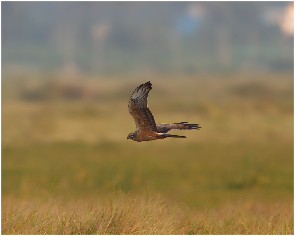 A montagu’s harrier (M) in&nbsp;flight