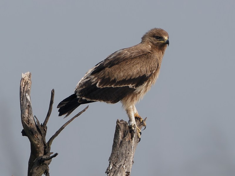An Indian Spotted Eagle&nbsp;posing