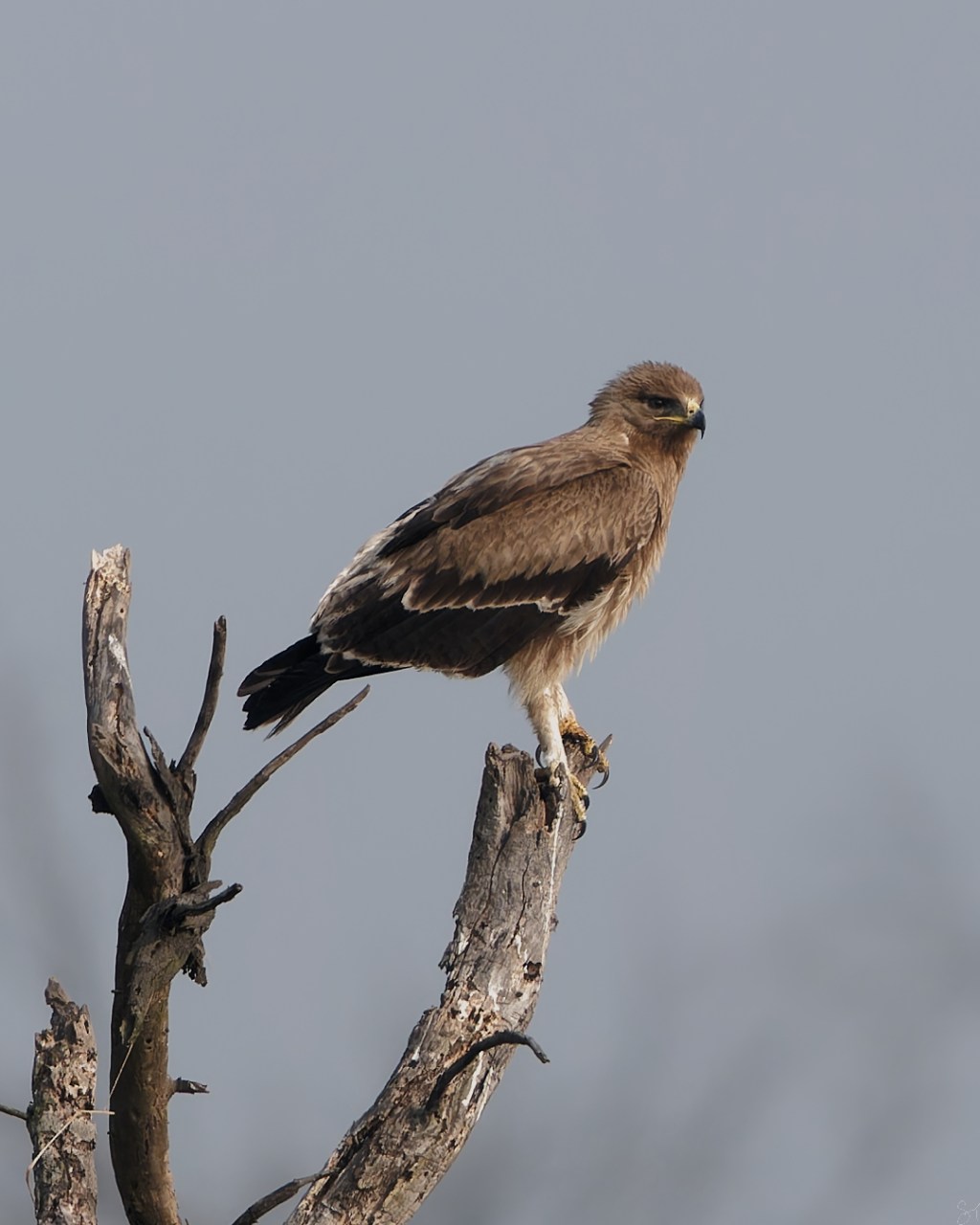 An Indian Spotted Eagle&nbsp;posing
