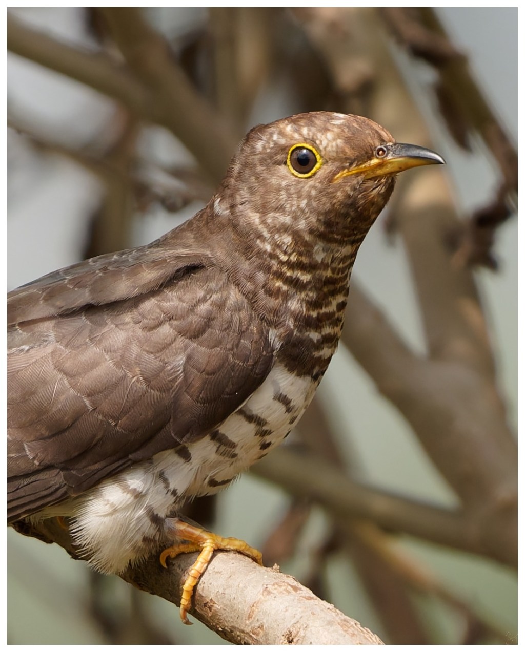 A lesser cuckoo