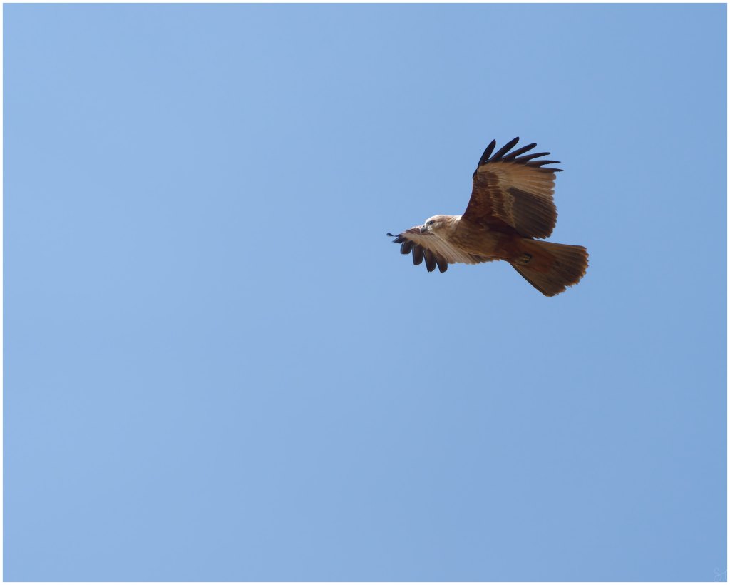 A brahminy kite in&nbsp;flight