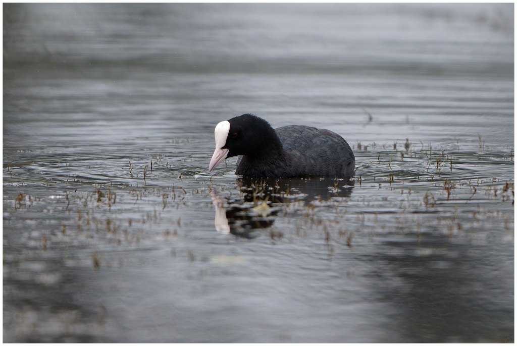 An Eurasian coot