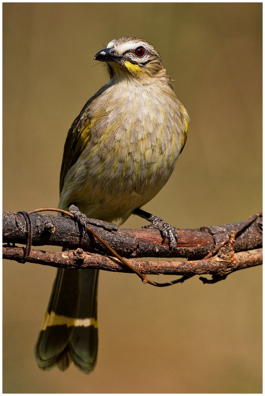 White browed bulbul –&nbsp;portrait