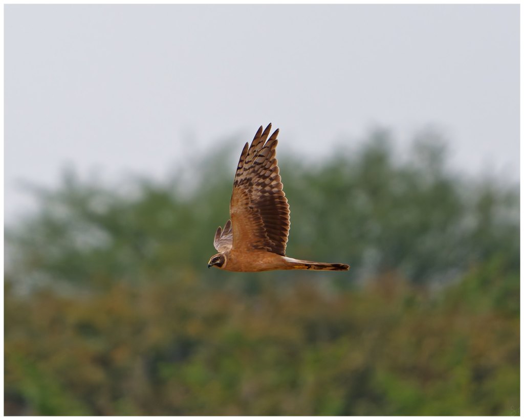 A pallid harrier in&nbsp;flight