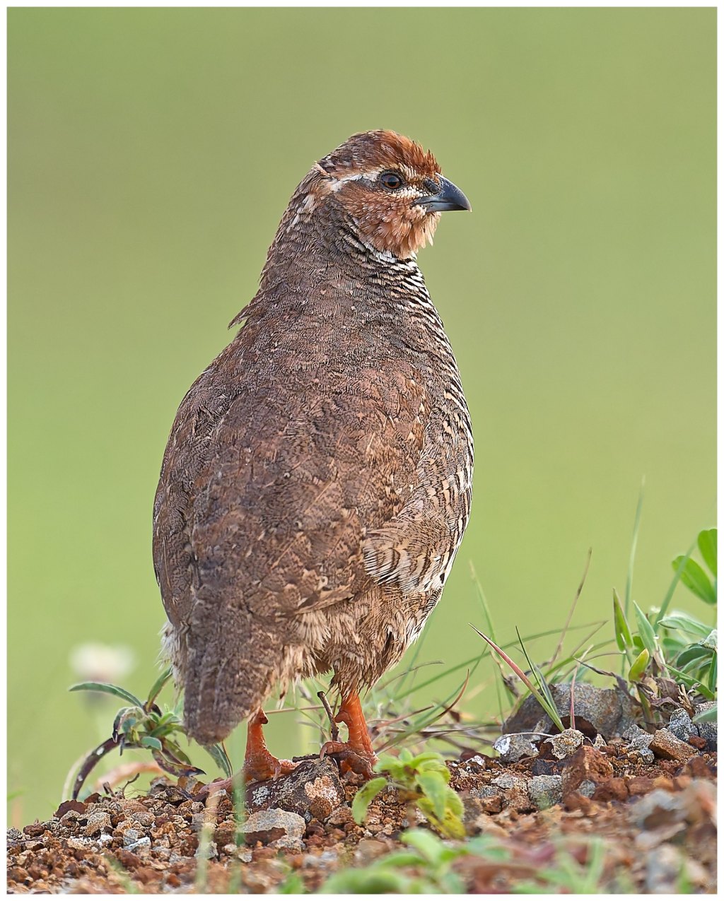 Rock bush quail&nbsp;upclose