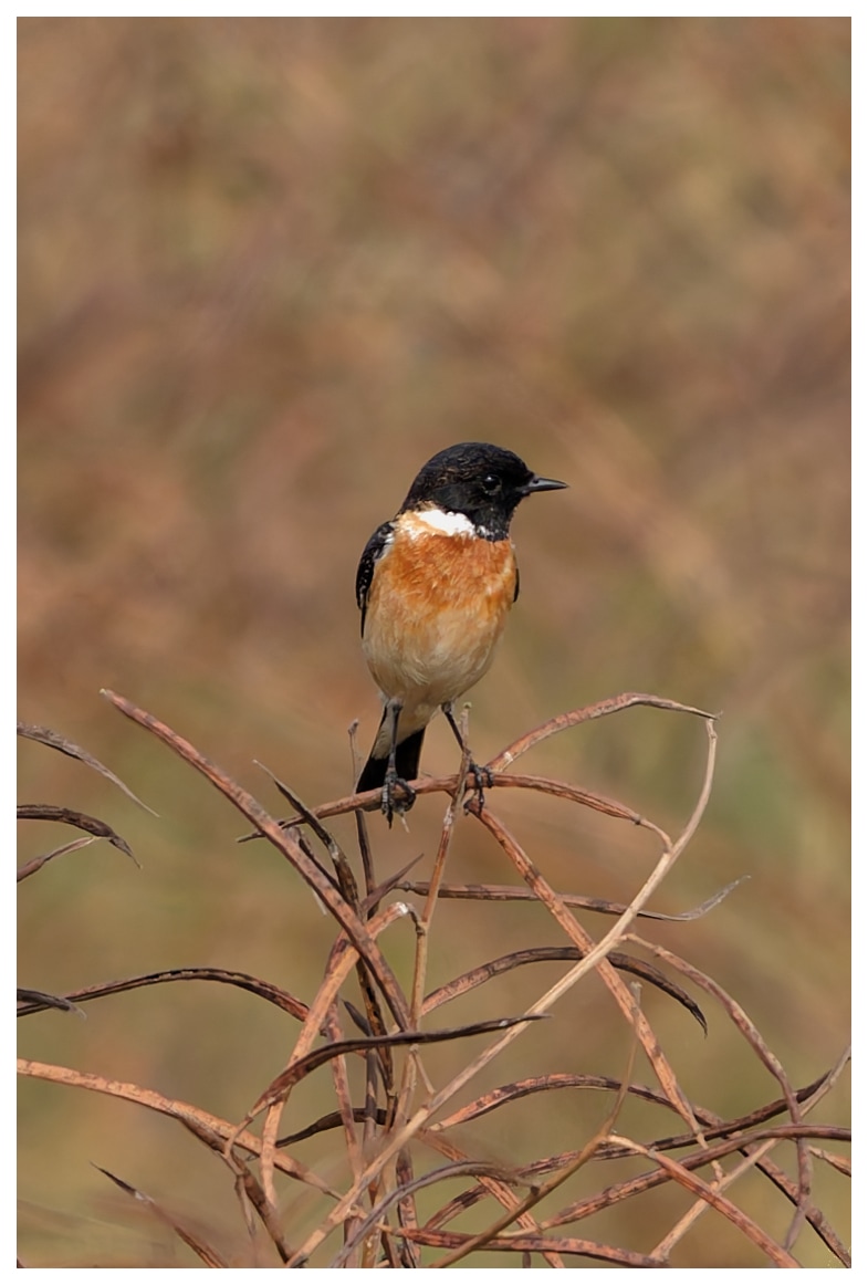 A male Siberian stone&nbsp;chat.
