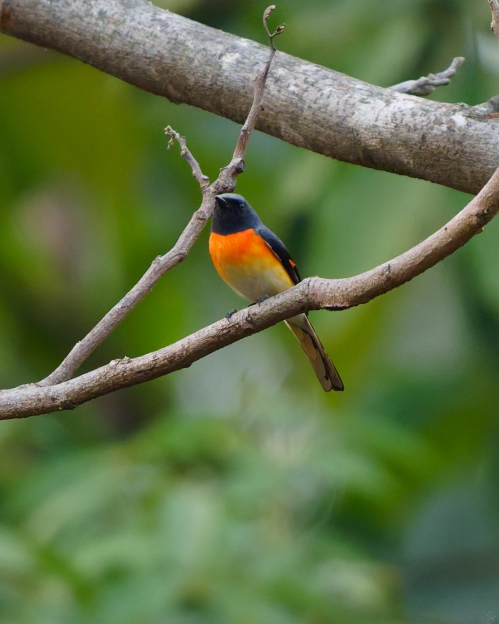 A small minivet