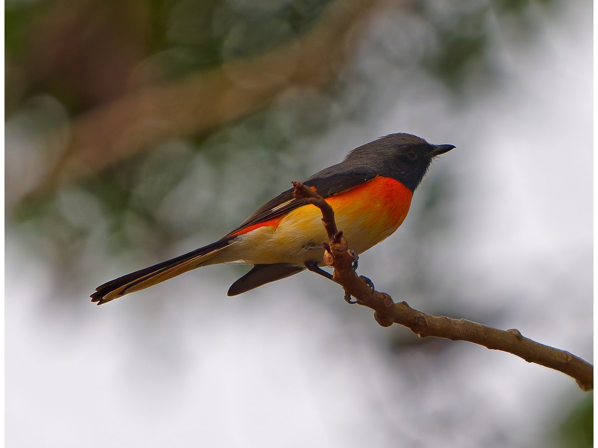 A small minivet