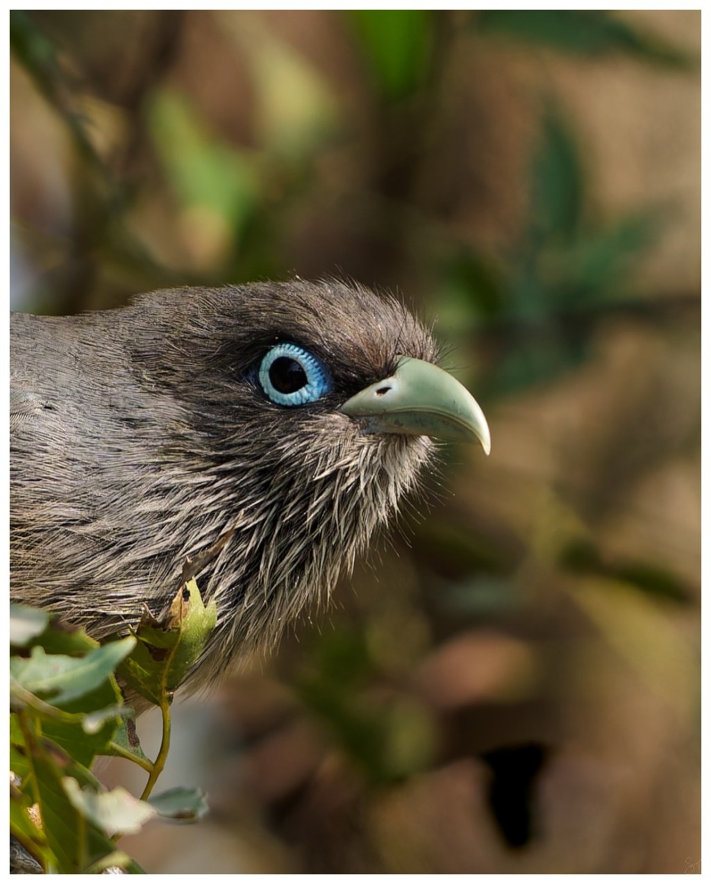 A blue faced&nbsp;malkoha