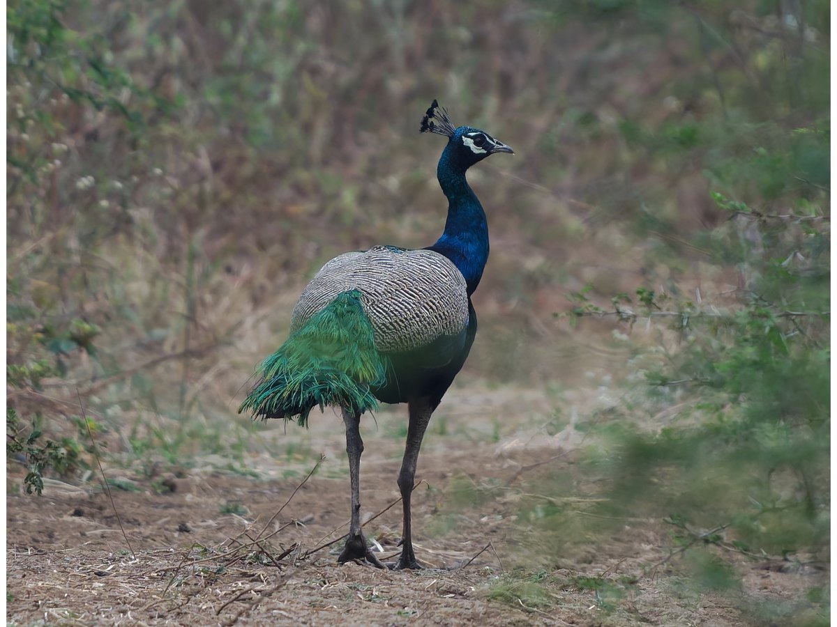 A peafowl on a morning&nbsp;stroll