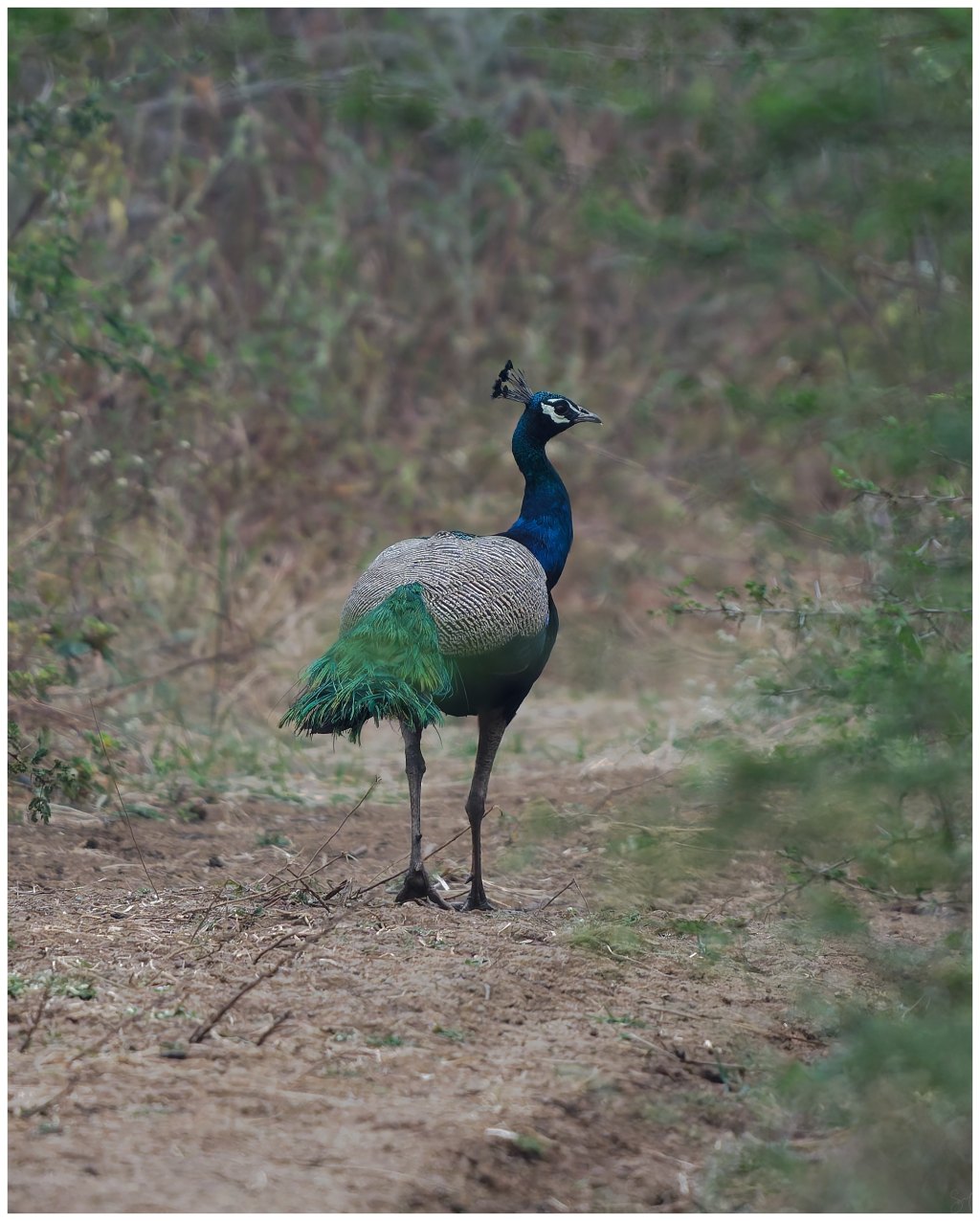 A peafowl on a morning&nbsp;stroll