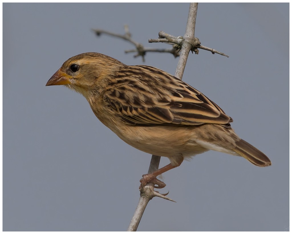 A baya weaver close&nbsp;up.