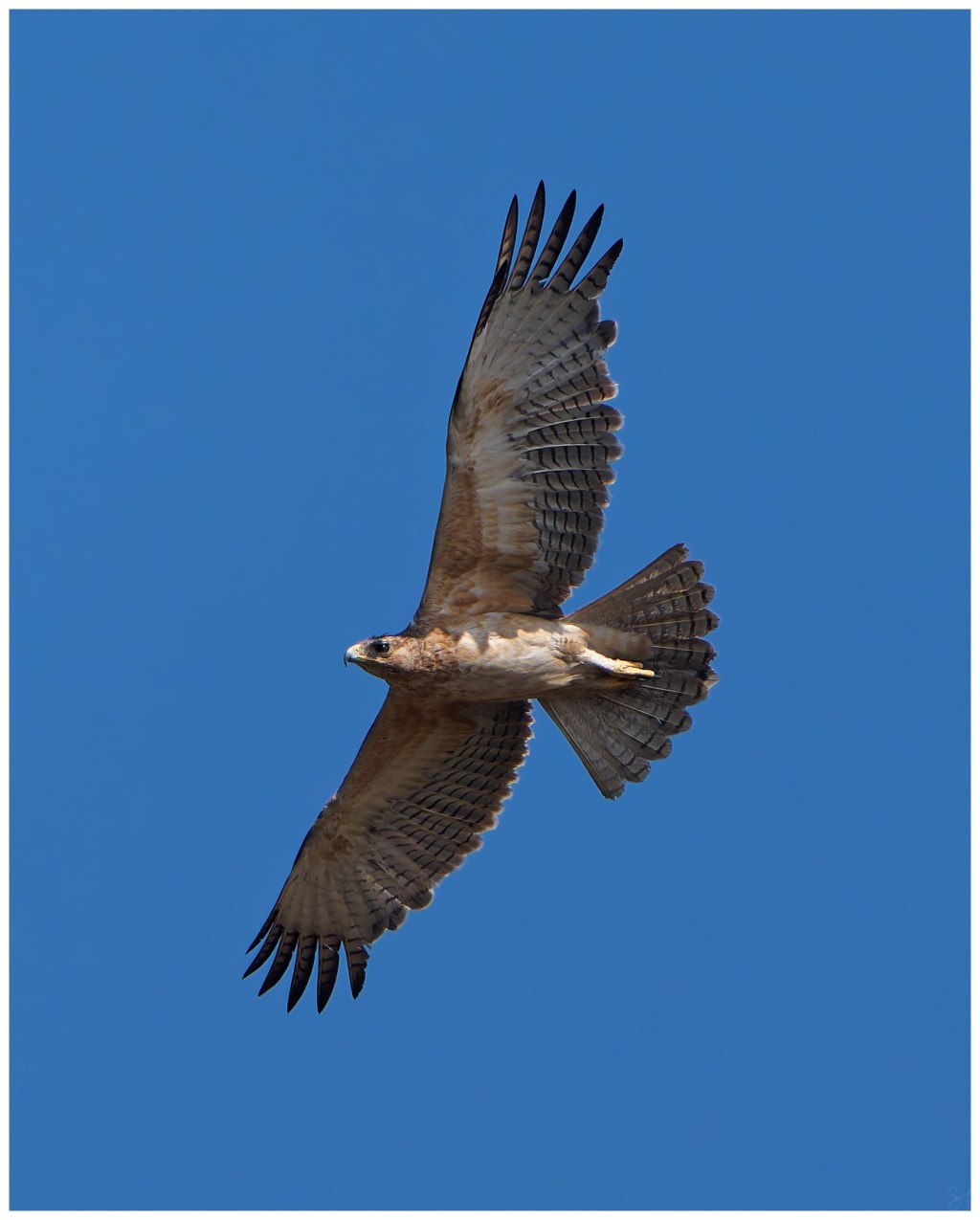 Oriental Honey Buzzard.&nbsp;(Juvenile)