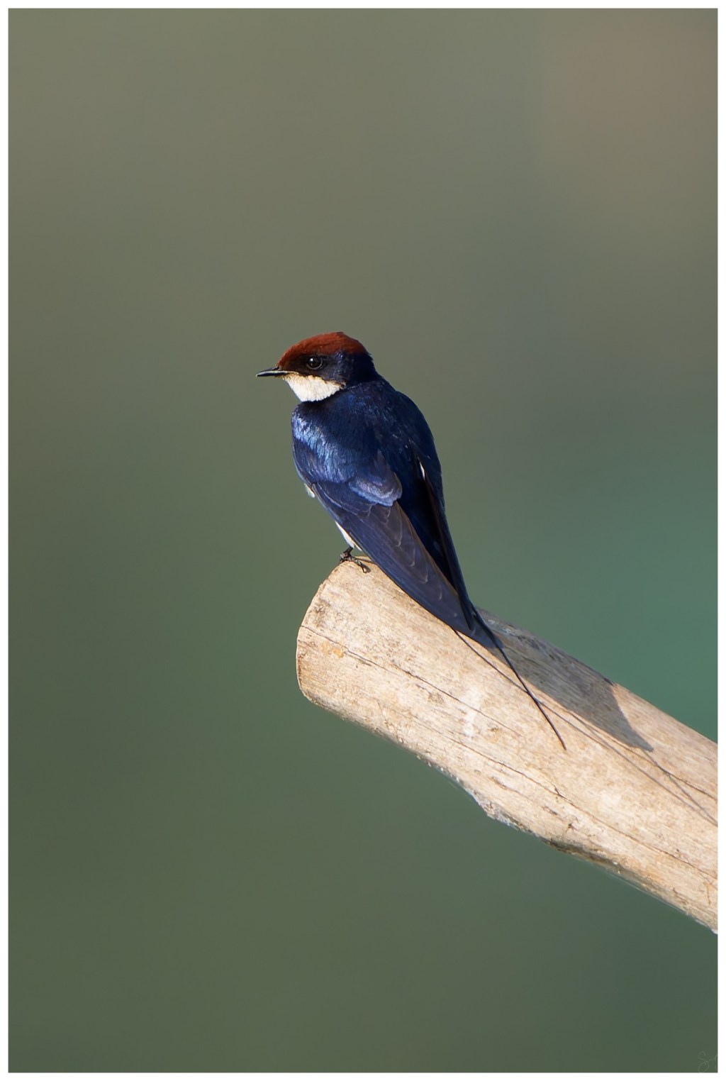 Wire-tailed swallow posing