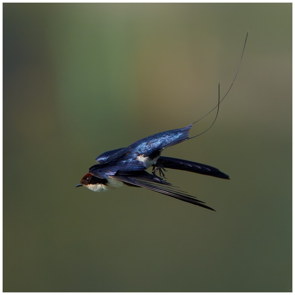 Let there be a&nbsp;dance