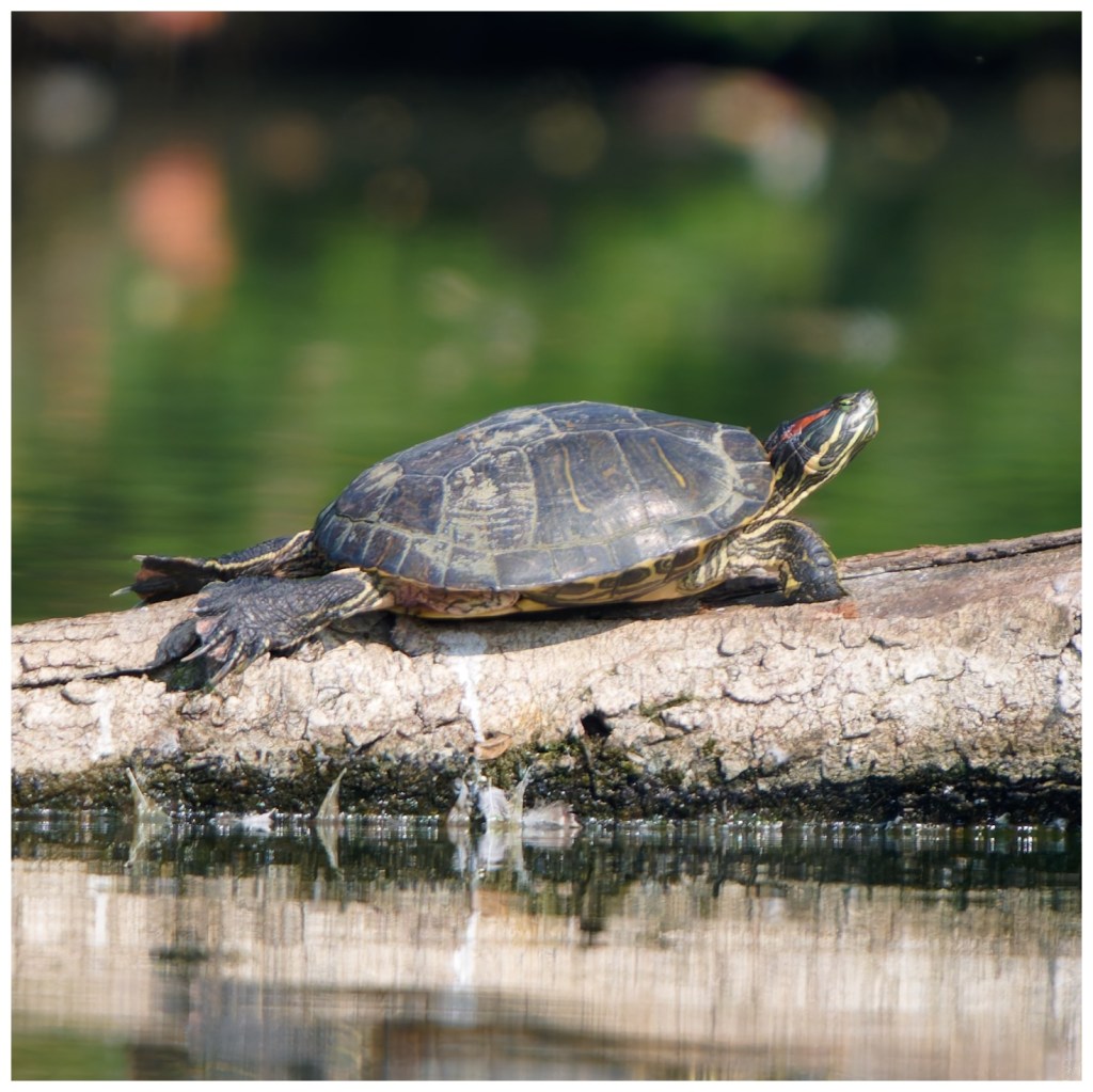 Red Eared Slider.&nbsp;Maybe?