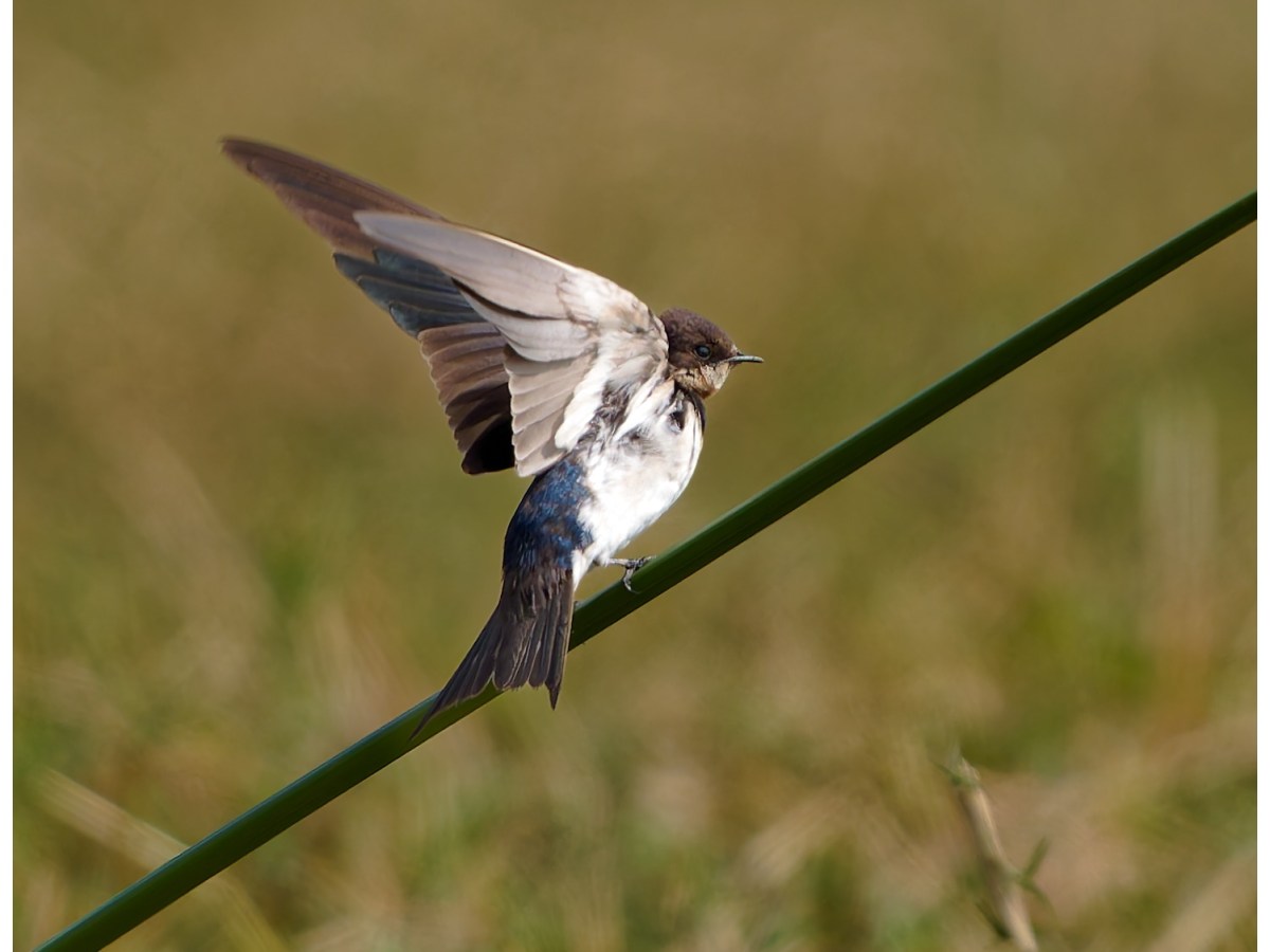 A barn swallow&nbsp;posing