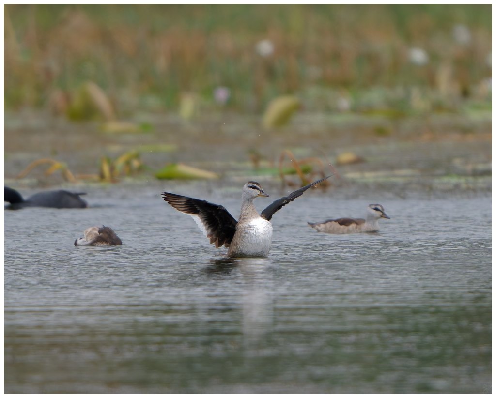Cotton pygmy goose