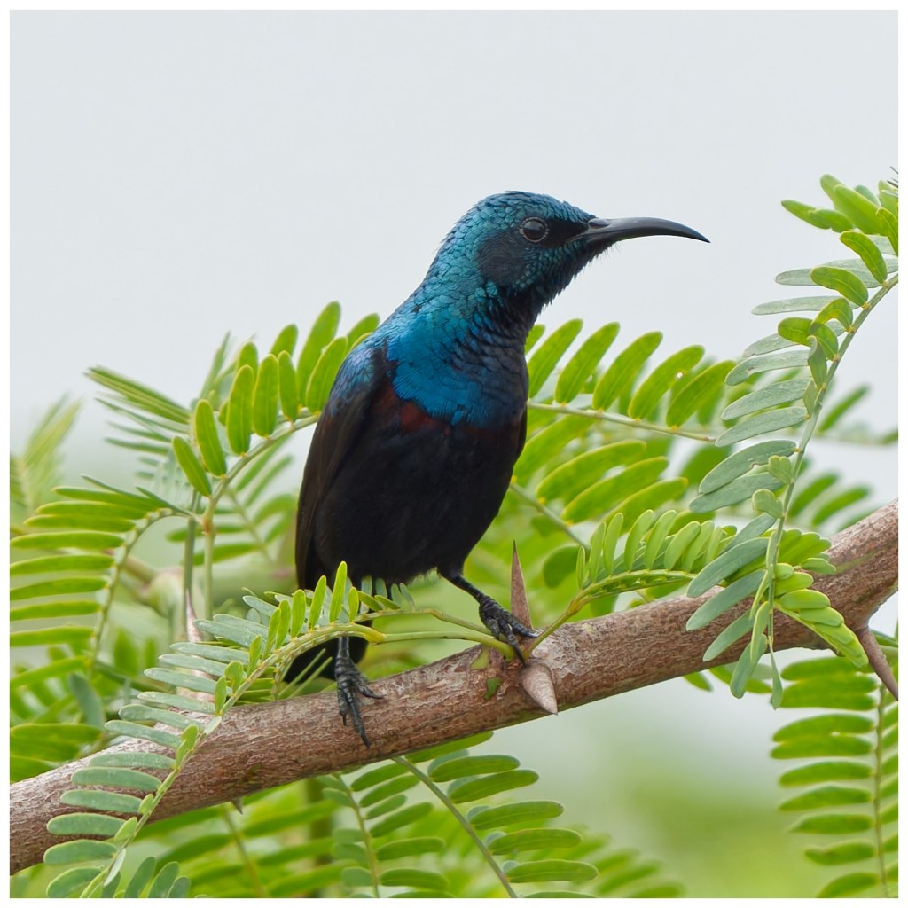 A purple sunbird