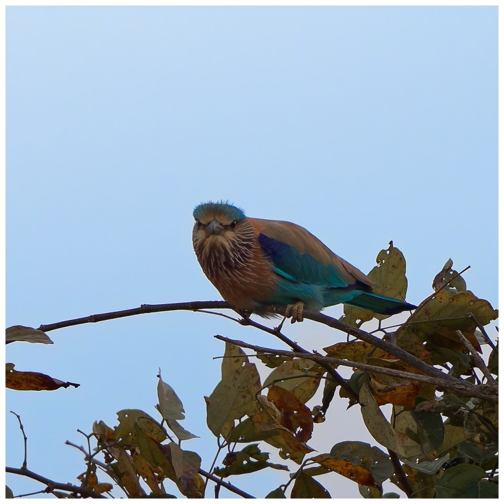 The curious look of an Indian&nbsp;roller