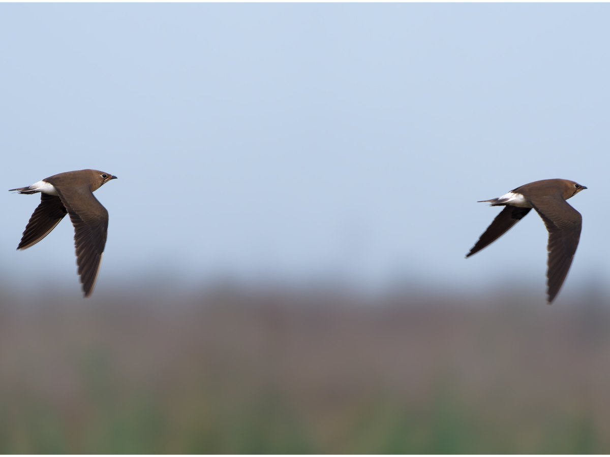 Pratincoles in flight