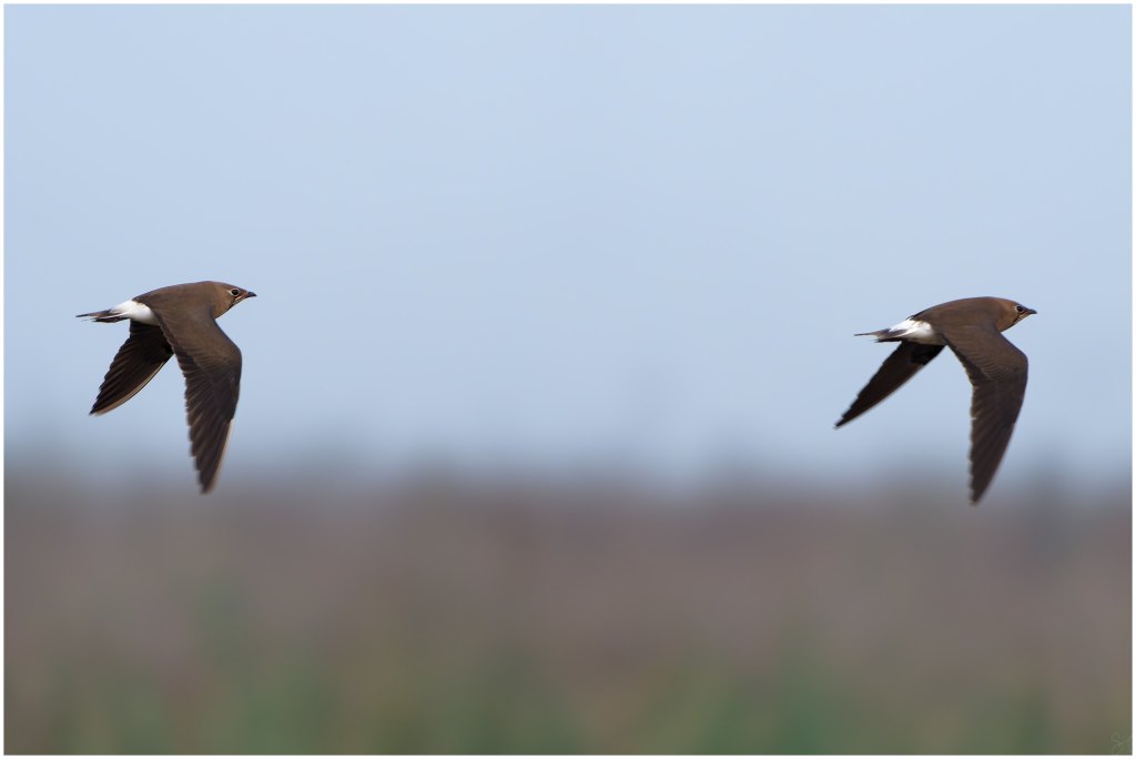 Pratincoles in flight