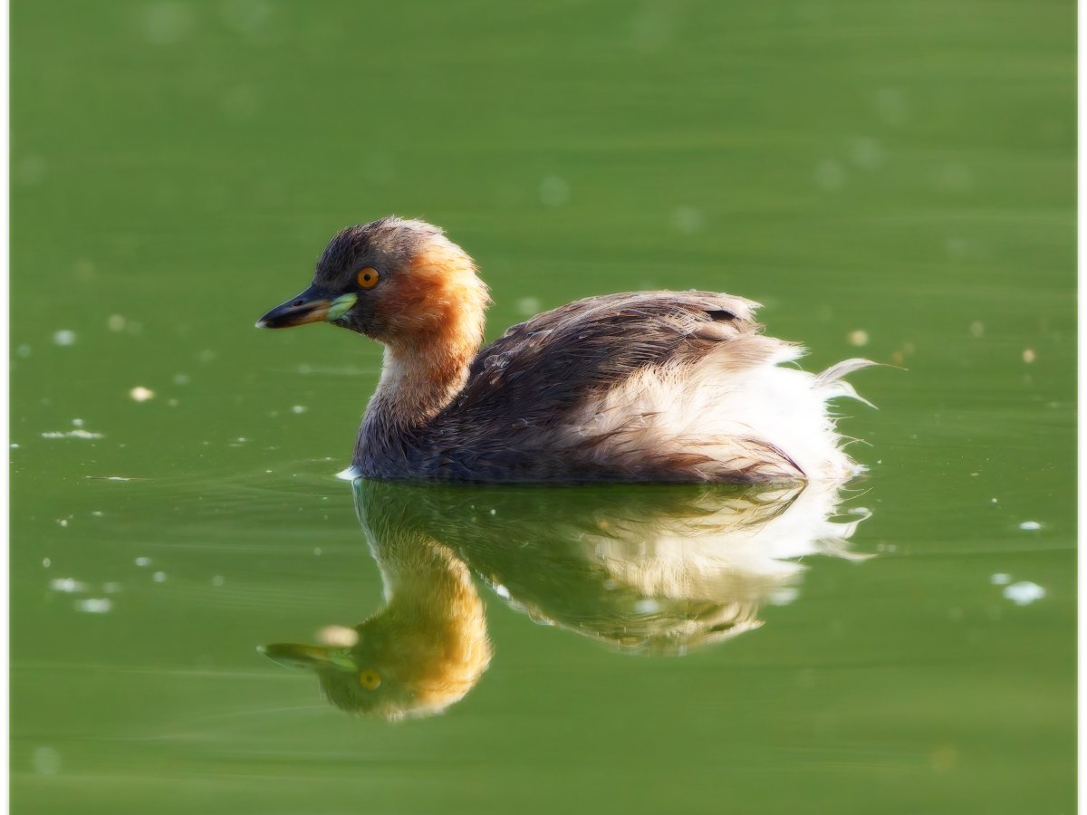 A little grebe with a&nbsp;reflection