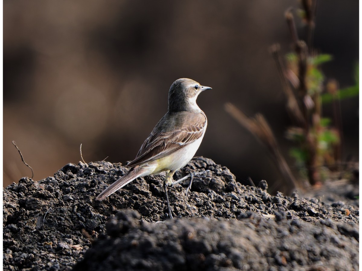 Eastern Yellow wagtail