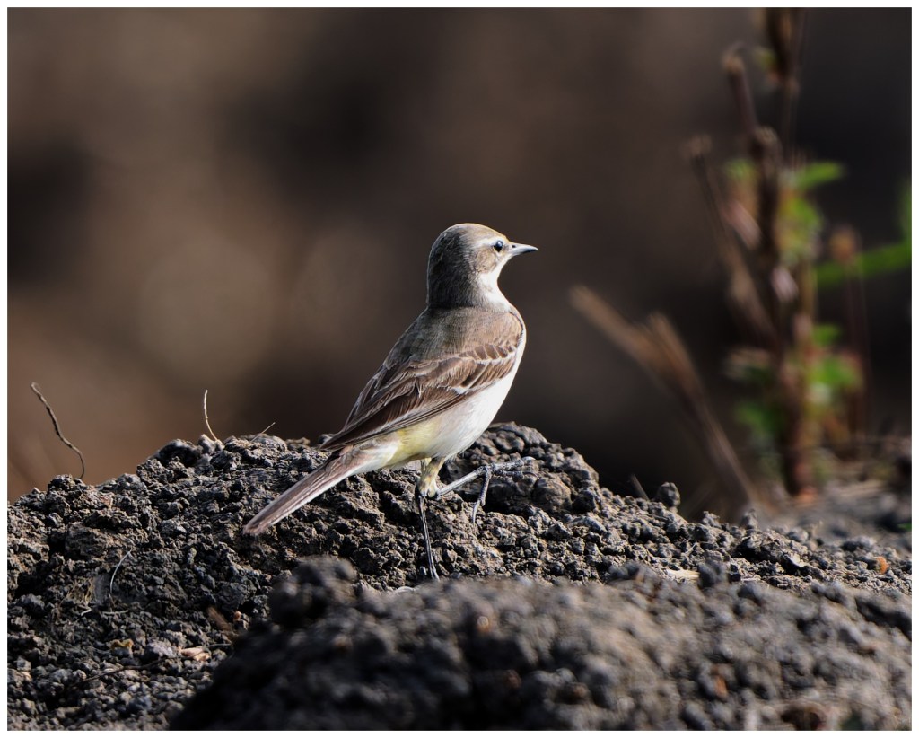 Eastern Yellow wagtail