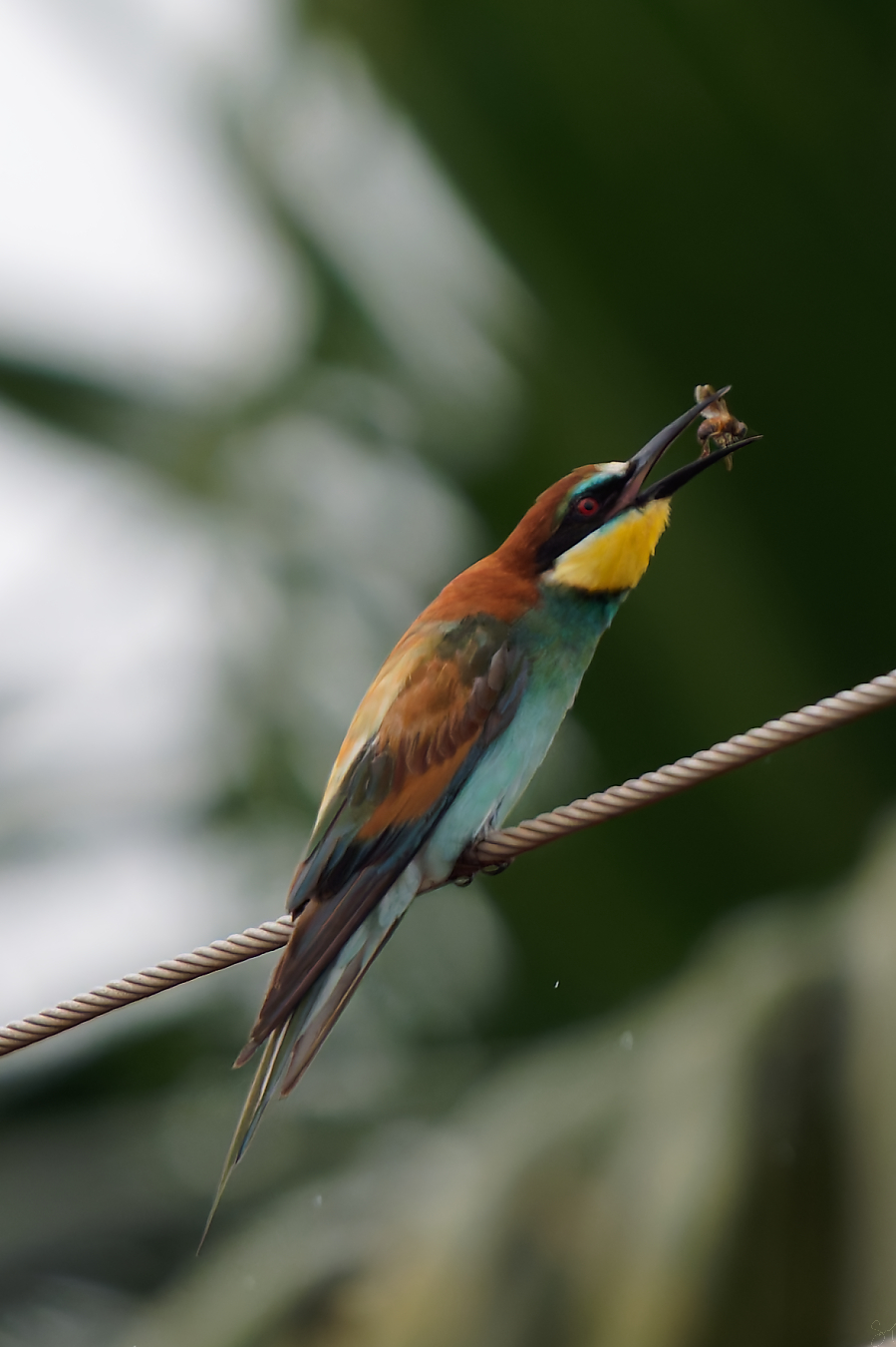 European bee-eater with a&nbsp;catch