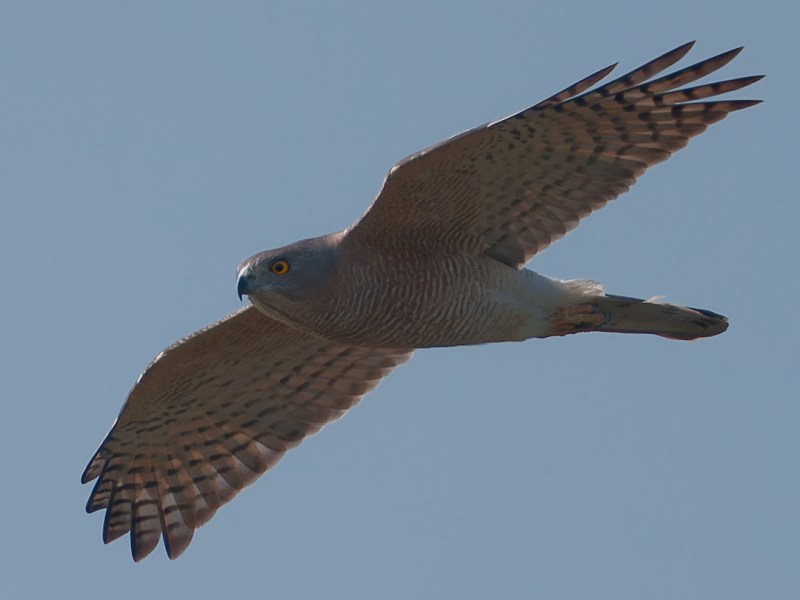 A shikra in&nbsp;flight