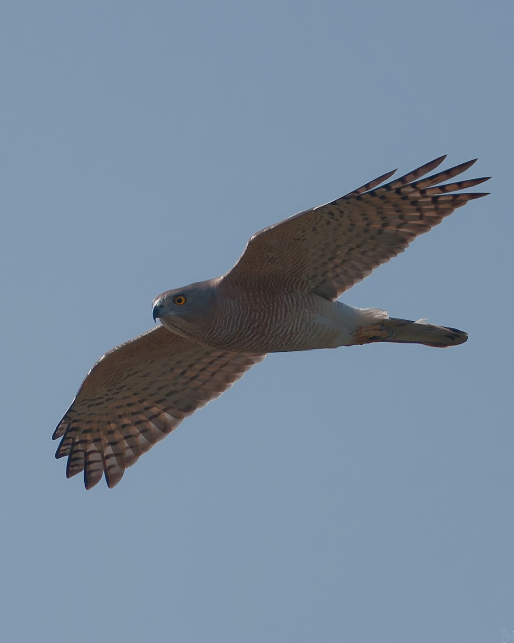 A shikra in&nbsp;flight