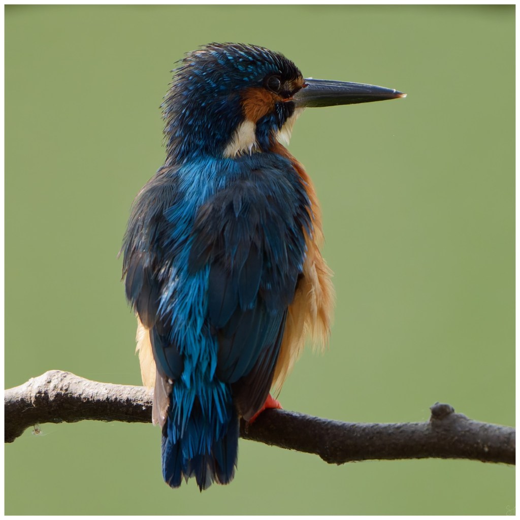 More posing : Common&nbsp;Kingfisher