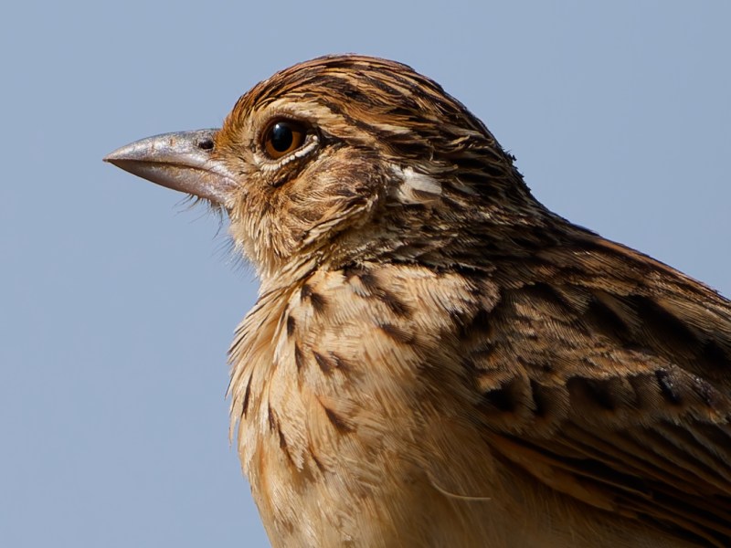Jerdon’s bushlark