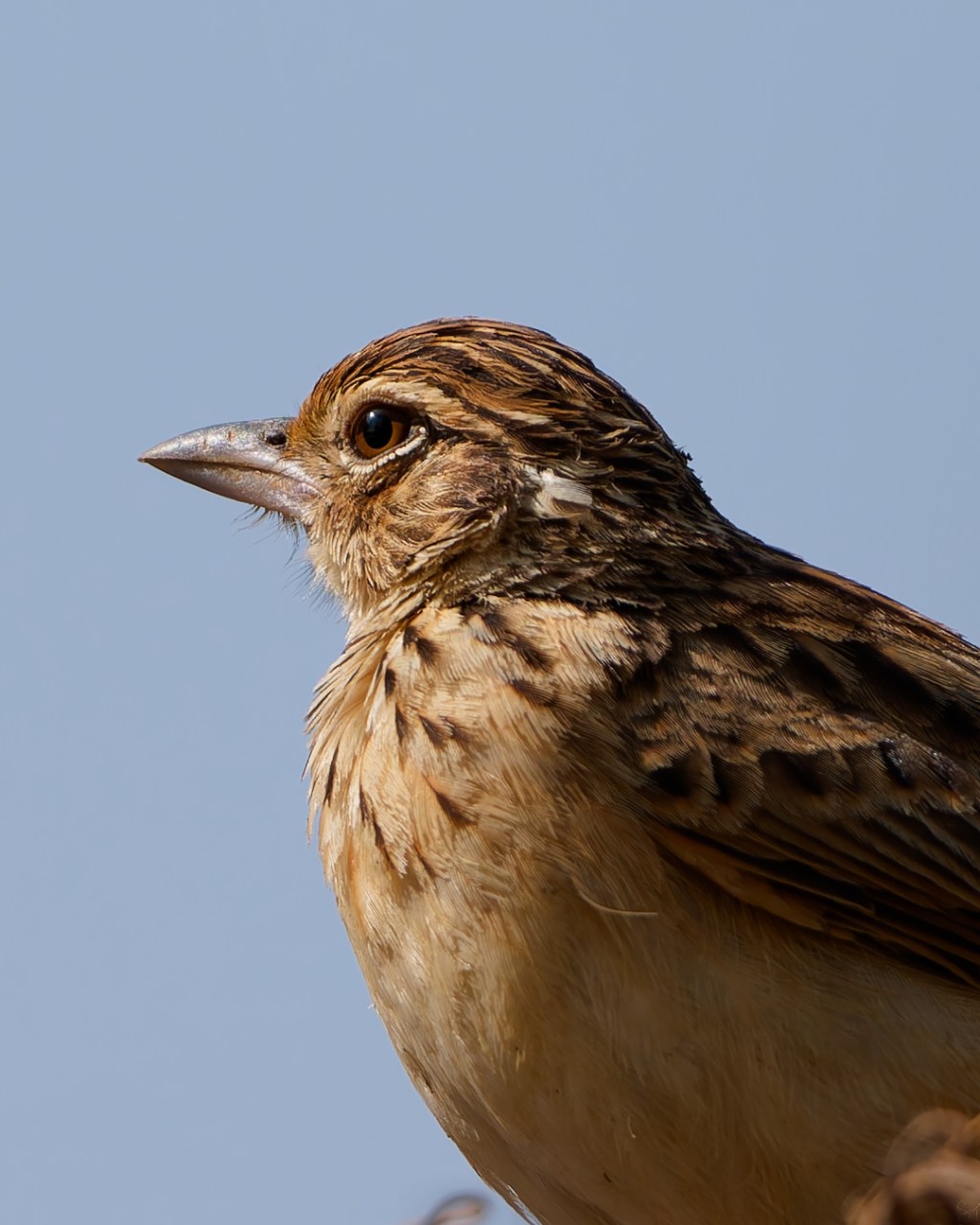 Jerdon’s bushlark