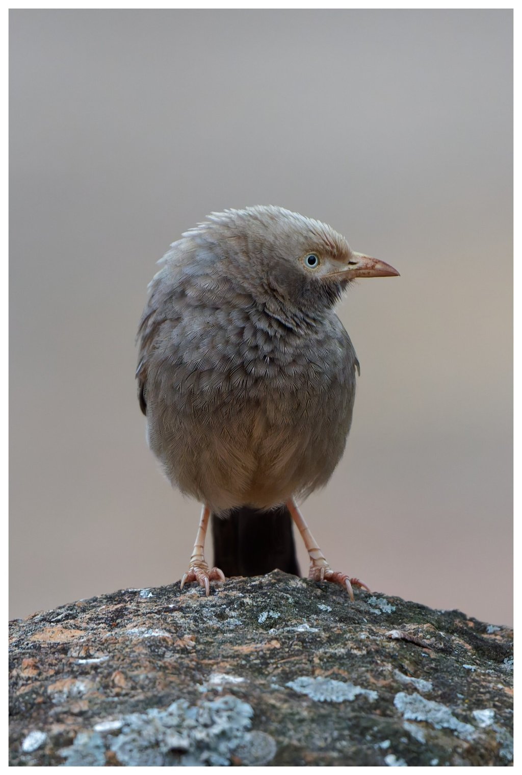 Yellow billed babbler