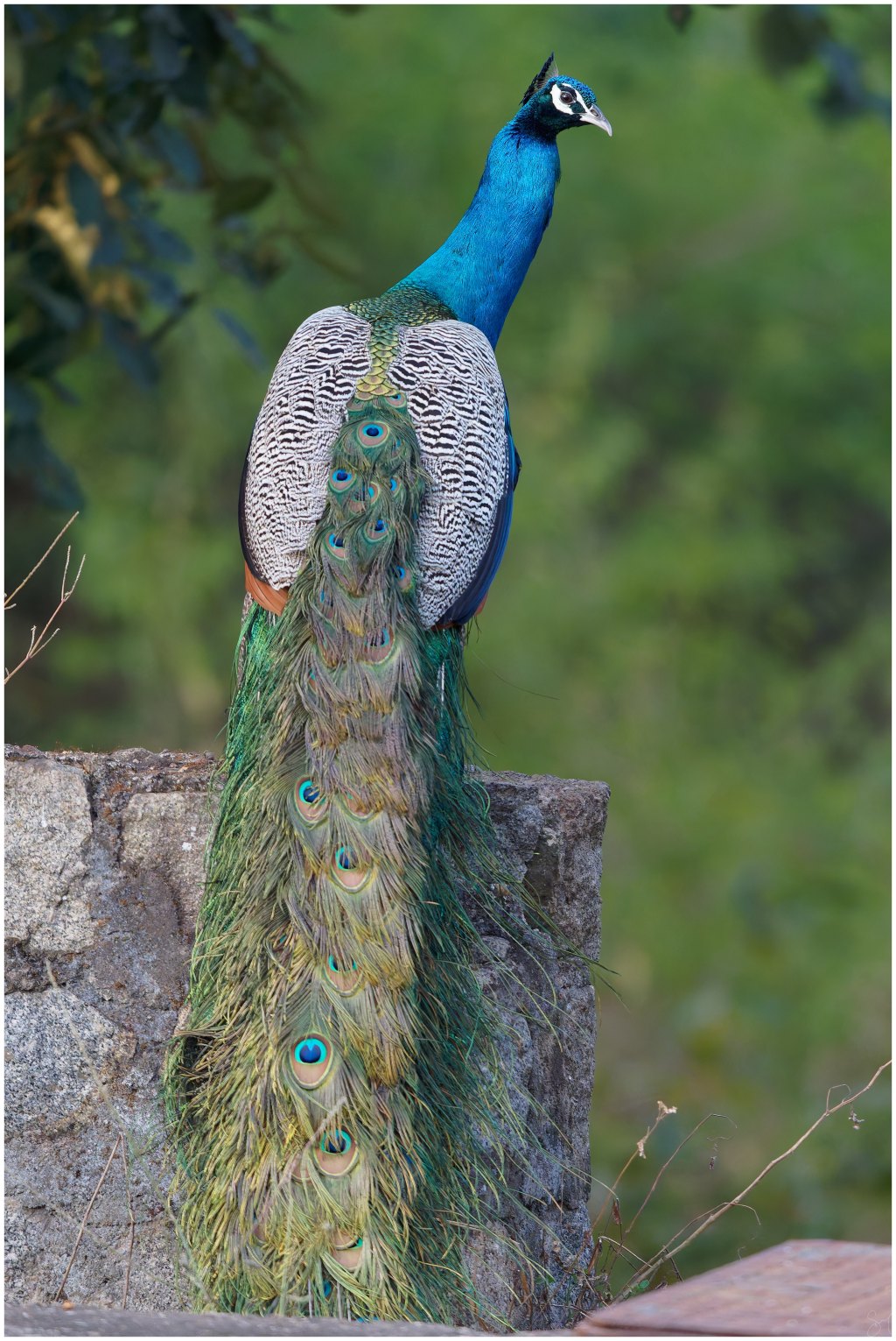 A Peacock