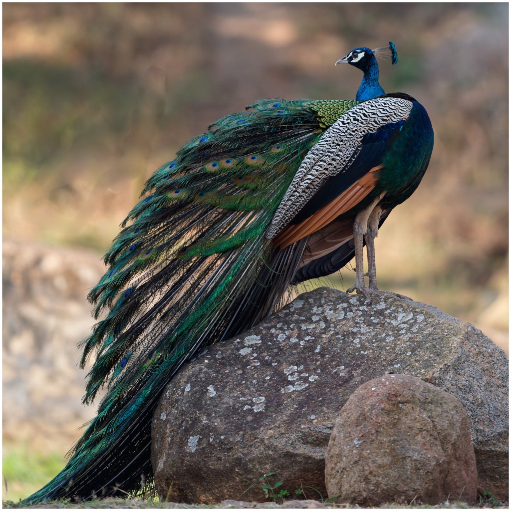 One more of the&nbsp;peacock